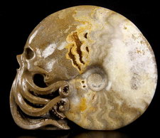 Chamber Ammonite Fossil